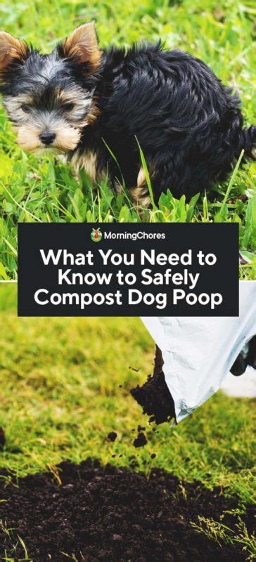 is dog poop a good fertilizer|dog manure fertilizer.